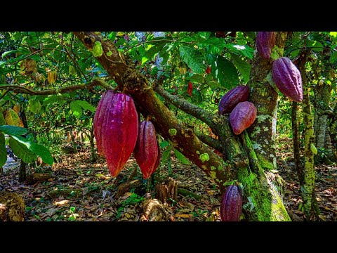 Hechos del Agro - Cosecha de cacao de excelencia