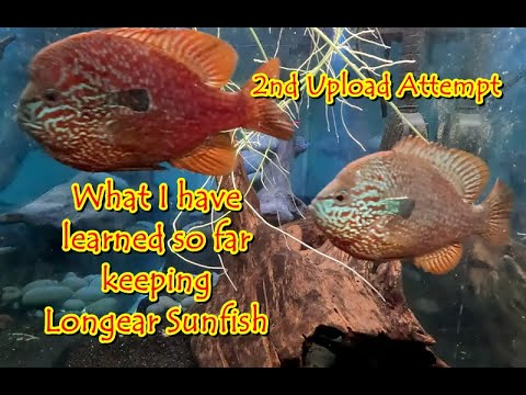 Let's try this again...what I've learned keeping l The audio on the first video I posted wasn't good.  It sounded great on the computer, but after uplo