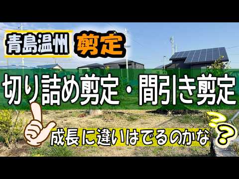【みかんの育て方】20260227 青島温州剪定 切り詰め剪定・間引き剪定 成長に違いはでるのかな?【青島温州】