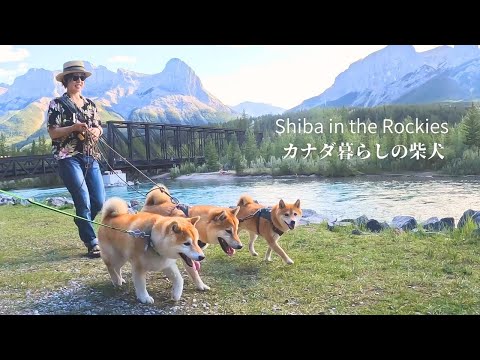 2年ぶりに兄弟柴と再会した柴犬ナラの反応が予想外でしたww [4K]