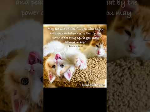 #gospelmusic #worshipmusic #christianmusic #dailybibleverse #cat