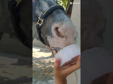 Tout le mois d’août au poney 🤣😝✨#modelecapcut #cavalierlife #horse #equestrian #capcut 