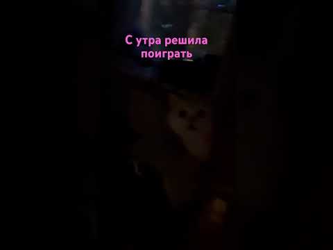 С утра решила поиграть с Сонечкой кошка 🐈 #рекомендации #cat #shorts #кошки #кошка