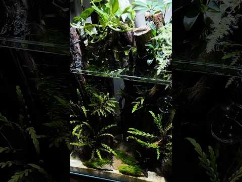 Creating a Nano Aquascape: Start to Finish