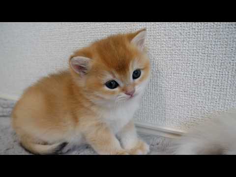 Cute kitten who came to play with me but quickly fell asleep...