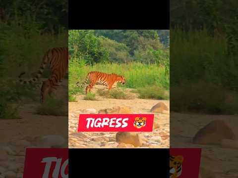 Tigress hunting mod on 🐯 #short #shorts #tigres #viral #hunting #trending #wildlife #cat #animal #yt
