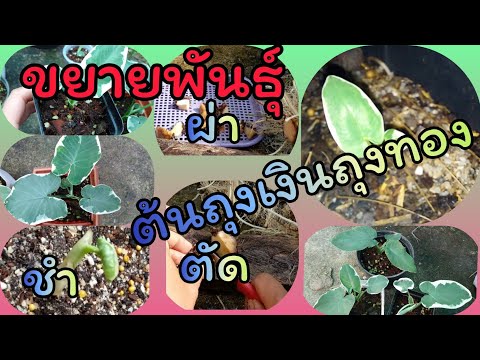 ลงใหม่ถุงเงินถุงทองขยายพันธุ