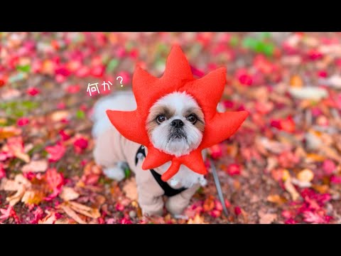 【シーズー】もみじ狩りのつもりですけど...何か？www(動画後半のお知らせも見てね♪)【犬Vlog】