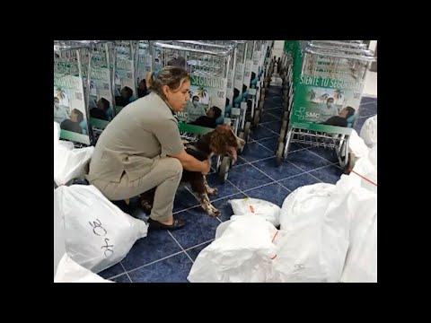 Celebra Cienfuegos aniversario 41 de técnica canina de la AduanaNS SD maye canina