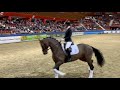Dressage horse Nu in Prinsjesdag Online Veulenveiling: hengstveulen Trignac (Escaneno x Apache)
