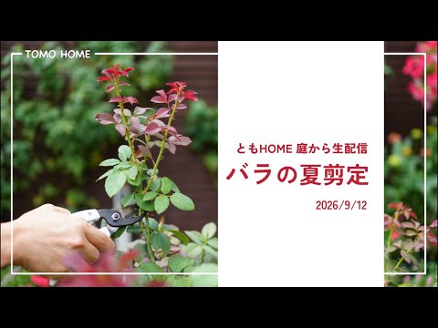 【9/12 12:00】名古屋の集中豪雨で佃煮状態の庭からお届けします