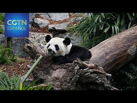 La escasez de bambú provoca que dos pandas vuelvan a China procedentes de Canadá