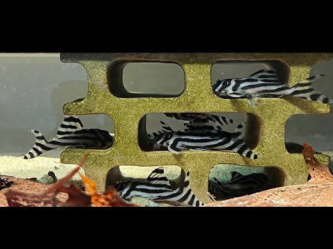 How Profitable is it to Breed Plecos!!! 😝🤑 Join this channel to get access to perks_
https_//www.youtube.com/channel/UCv3_3wHio3yMbwAbOp06blw/j