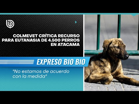 Colmevet crítica recurso para eutanasia de 4.500 perros en Atacama