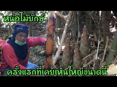 ใหญ่สุดๆตั้งแต่เคยหามา-หน่อไผ่ ใหญ่สุดๆตั้งแต่เคยหามา-หน่อไผ่