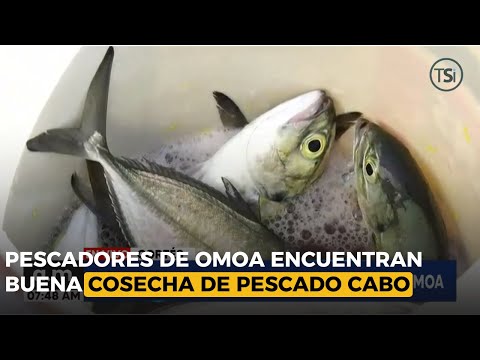 Pescadores de Omoa encuentran buena cosecha de pescado cabo