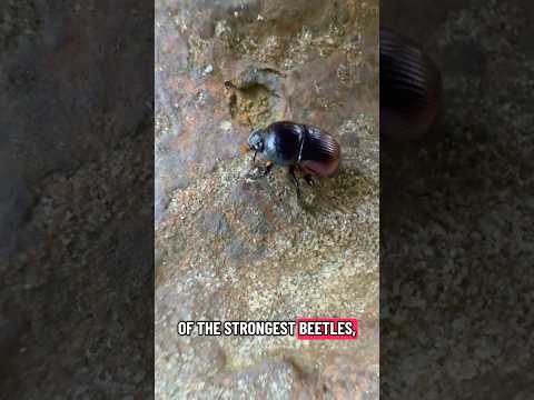 This is one of the strongest beetles on the planet.!!AAH! IT'S A#learn #wildlife #beetle #insect