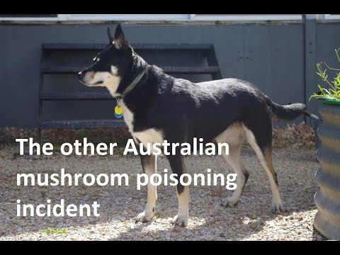 The dark side of Magic and other local poisonous Mushrooms in Australia ep 67