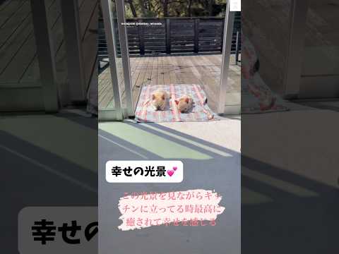 キッチンから見えるフレンチブルドッグの愛らしい姿と幸せな時間 サムネイル