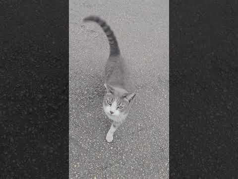 #mexicanos #humor #abuelita #automobile #flyp #españa  #ㅇyㅇ #comedia #amor #mujeres #humor #gato