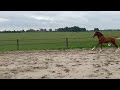 حصان القفز Hengstveulen van Denzel v/h Meulenhof