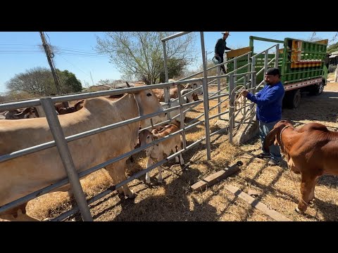 Entregando la vaca rifada a su nuevo dueño 