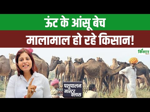 ऊंट के आंसू और खून में ऐसा क्या है, जिसे बेचकर किसान हो रहें मालामाल | CamelAntivenom Research |NRCC