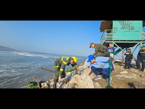 ´En Llavería´, la Policía y la comunidad realizan labores de limpieza en Playas de Prado Mar en BQ