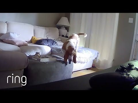 Why Do Dogs Love Remote Controls? | RingTV