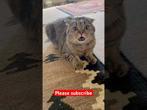یک روز پیشول ولی لی #catvideos #cuteanimal #cutecat #kitten #animallife #funny #cutepet #catshorts