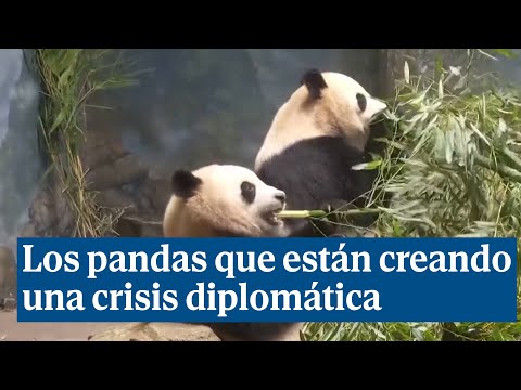 Los osos panda que están creando una crisis diplomática entre Estados Unidos y China
