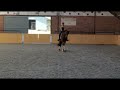 حصان الفروسية Super getalenteerd paard!