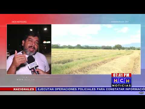 Preocupados productores de arroz por sequía en diversos sectores de #Honduras