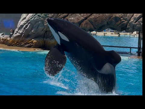 Orca Encounter at SeaWorld San Diego 4/27/25 2pm s Watch in “higher picture quality” 720p60 or 1080p60 ! #seaworld #seaprison #orca #orcaencounter 