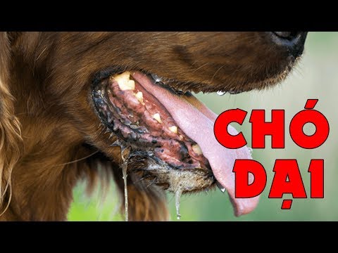 Pets Health - Cách nhận biết chó mắc bệnh dại