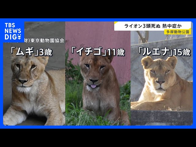 Image of Three Lions Die One After Another at Tama Zoological Park