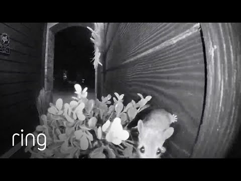 Ring Video Doorbell Catches Mouse Scurrying Around a Plant | RingTV