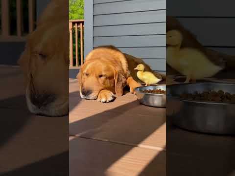 Lazy Dog Meets a Determined Duck 😂🦆🐶🦆 怠け犬 vs 根性アヒル！結末が爆笑😂 #cutepets #cute #goldenretreivers