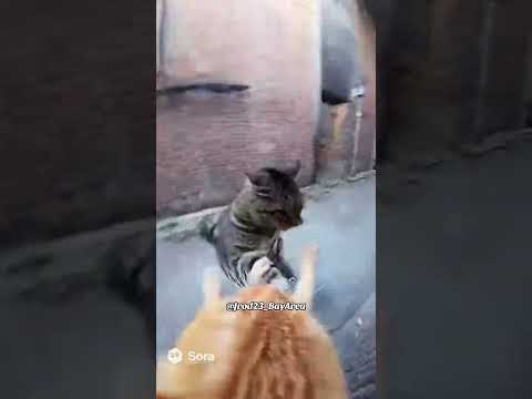 Cat Fight #ai #sora #soraai #fyp #fypage