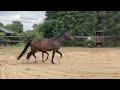 Dressuurpaard Geweldig merrieveulen van Bleu Horse Zack