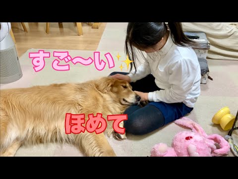 姉に褒めてもらいたくて、普段は絶対にやらないふせを見せる大型犬クッキー【ゴールデンレトリバーとミニチュアダックスフンド】