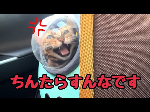 【猫6匹大移動】女王猫がずっとご機嫌斜めです