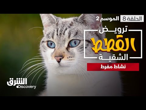 ترويض القطط الشقية - نشاط مفرط - الحلقة 8 - الموسم الثاني | الشرق ديسكفري