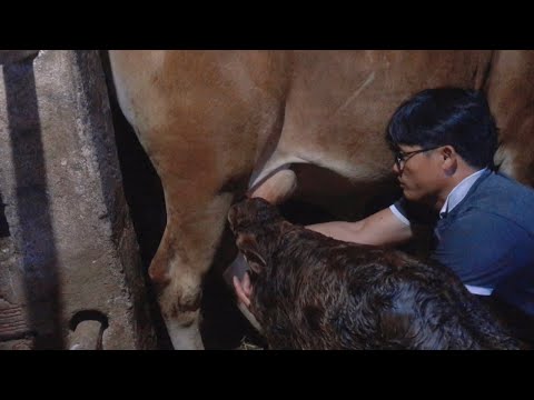 Hướng dẫn cho Nghé con Bú mẹ - guide to breastfeeding calves