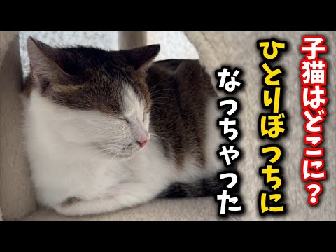 猫の動画サムネイル - 子猫5匹が突然いなくなり婆ちゃん猫がまたひとりぼっちに…