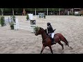Show jumping horse Talented showjumper  5 year -gelding
