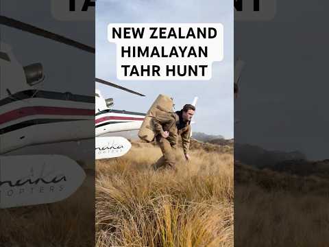 Himalayan Tahr hunt in New Zealand’s Southern Alps