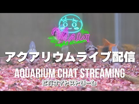 【22時配信】アクアリウム雑談配信 【ビバアクア】 #アクアリウム