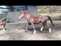 Show jumping horse Hengstveulen van Emerald x Comme il Faut