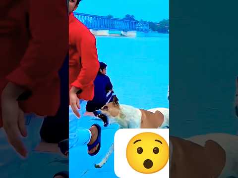 Dog is Best ever😢 #dogclothes #funny #dogshorts #dogapparel #hardwork #greenscreen #viral #ytshorts